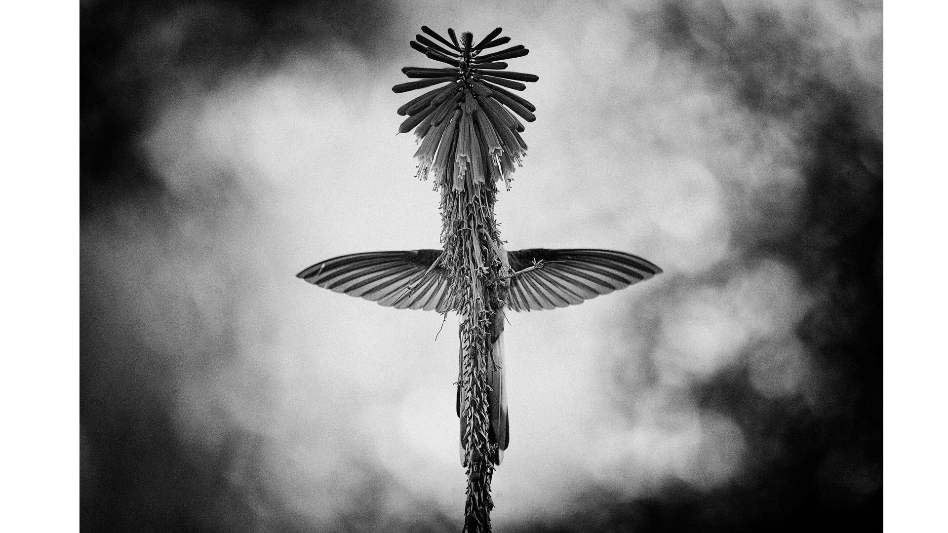 Bergnimf kolibrie gefotografeerd door Jan van der Greef
